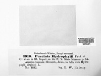 Puccinia hydrophylli image